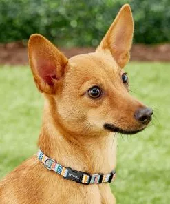 Frisco Patterned Polyester Dog Collar -The Frisco Store 137737 PT2. SY630 V1620515233