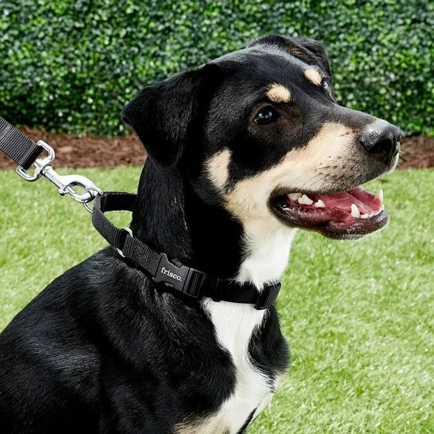 Frisco Solid Nylon Martingale Dog Collar with Buckle 5 Frisco Solid Nylon Martingale Dog Collar with Buckle - Image 3