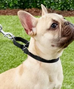 Frisco Solid Nylon Slip-On Martingale Dog Collar -The Frisco Store 139163 PT2. SY630 V1620068832