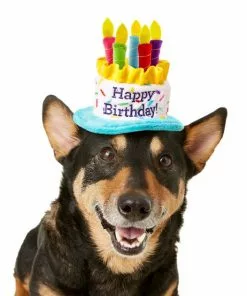 Frisco Birthday Cake Dog & Cat Hat