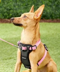 Frisco Padded Nylon No Pull Dog Harness -The Frisco Store 140003 PT1. SY630 V1522359285