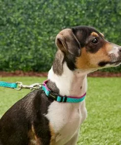 Frisco Patterned Nylon Dog Collar 9 Frisco Patterned Nylon Dog Collar -The Frisco Store 140035 PT2. SY630 V1620170865