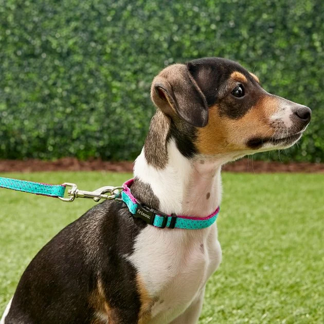 Frisco Patterned Nylon Dog Leash 4 Frisco Patterned Nylon Dog Leash - Image 2