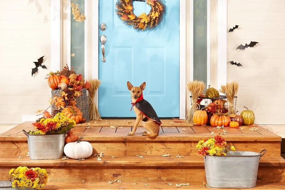 Frisco Vampire Cape Dog & Cat Costume 6 Frisco Vampire Cape Dog & Cat Costume - Image 4