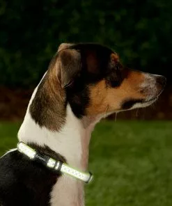 Frisco Patterned Polyester Reflective Dog Collar -The Frisco Store 151018 PT2. SY630 V1620167610