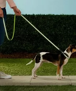 Frisco Patterned Nylon Reflective Dog Leash -The Frisco Store 151035 PT4. SY630 V1628029029