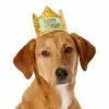 Frisco Happy Birthday Dog & Cat Crown -The Frisco Store 153665 MAIN. SY630 V1551230974