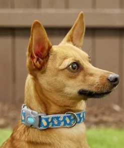 Frisco Patterned Neoprene Dog Collar 9 Frisco Patterned Neoprene Dog Collar -The Frisco Store 156845 PT2. SY630 V1620166934