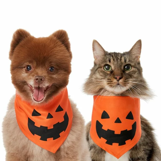 Frisco Jack O' Lantern Pumpkin Dog & Cat Hoodie 3 Frisco Jack O' Lantern Pumpkin Dog & Cat Hoodie