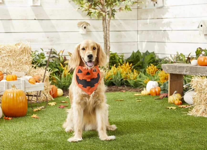 Frisco Jack O' Lantern Pumpkin Dog & Cat Hoodie 6 Frisco Jack O' Lantern Pumpkin Dog & Cat Hoodie - Image 4