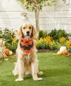 Frisco Jack O' Lantern Pumpkin Dog & Cat Bandana -The Frisco Store 158934 PT3. SY630 V1637676754