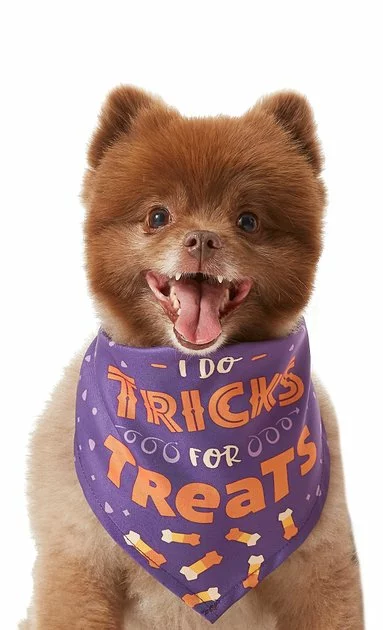 Frisco I Do Tricks For Treats Dog & Cat Bandana 3 Frisco I Do Tricks For Treats Dog & Cat Bandana