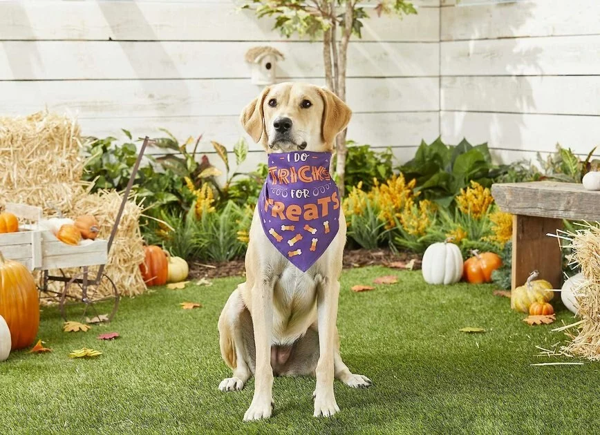 Frisco I Do Tricks For Treats Dog & Cat Bandana 7 Frisco I Do Tricks For Treats Dog & Cat Bandana - Image 5