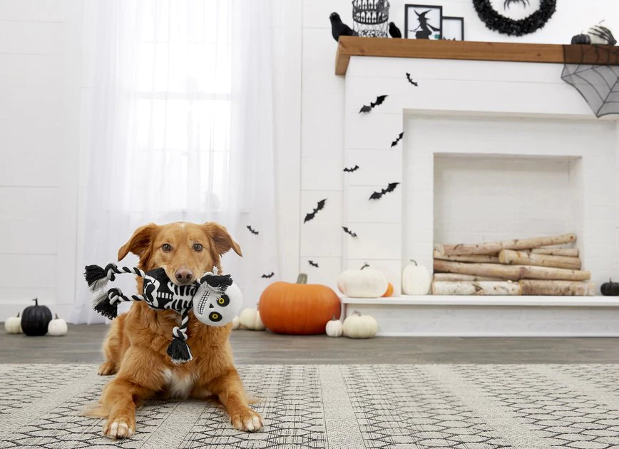 Frisco Halloween Skeleton Plush with Rope Squeaky Dog Toy 5 Frisco Halloween Skeleton Plush with Rope Squeaky Dog Toy - Image 3