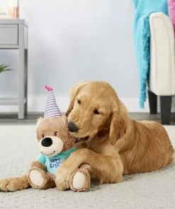 Frisco Plush Birthday Bear with Striped Hat Dog Toy -The Frisco Store 162836 PT2. SY630 V1565379430