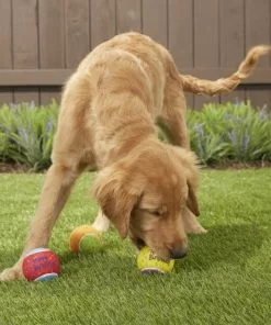 Frisco Fetch Squeaking Birthday Tennis Ball Dog Toy, 3-Pack -The Frisco Store 162914 PT3. SY630 V1565379541