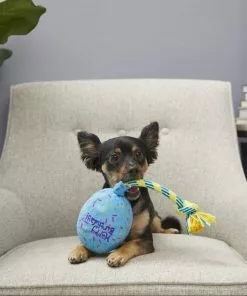 Frisco Birthday Balloon Dog Toy 7 Frisco Birthday Balloon Dog Toy -The Frisco Store 177805 PT2. SY630 V1573492815