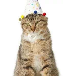 Frisco Confetti Dog & Cat Birthday Hat 10 Frisco Confetti Dog & Cat Birthday Hat -The Frisco Store 191274 PT2. SY630 V1582053206