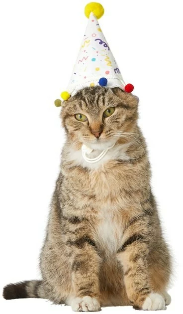 Frisco Confetti Dog & Cat Birthday Hat 5 Frisco Confetti Dog & Cat Birthday Hat - Image 3