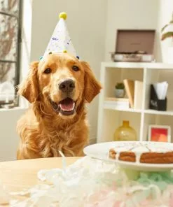 Frisco Confetti Dog & Cat Birthday Hat 13 Frisco Confetti Dog & Cat Birthday Hat -The Frisco Store 191274 PT5. SY630 V1582053252