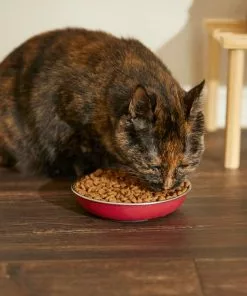 Frisco Heavy Duty Non-Skid Saucer Cat Bowl 13 Frisco Heavy Duty Non-Skid Saucer Cat Bowl -The Frisco Store 204461 PT6. SY630 V1599082292