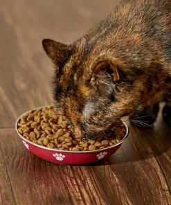 Frisco Heavy Duty Non-Skid Saucer Cat Bowl, Red Paw 13 Frisco Heavy Duty Non-Skid Saucer Cat Bowl, Red Paw -The Frisco Store 213423 PT6. SY630 V1599082004