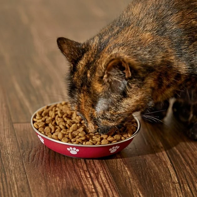 Frisco Heavy Duty Non-Skid Saucer Cat Bowl, Red Paw 8 Frisco Heavy Duty Non-Skid Saucer Cat Bowl, Red Paw - Image 6