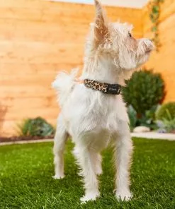 Frisco Leopard Print Polyester Dog Collar -The Frisco Store 213742 PT3. SY630 V1583359980