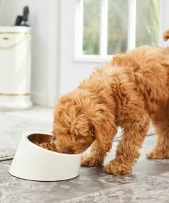 Frisco Slanted Stainless Steel Bowl 15 Frisco Slanted Stainless Steel Bowl -The Frisco Store 216028 PT7. SY630 V1605653233