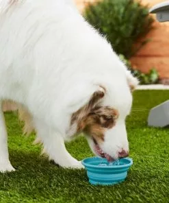 Frisco Silicone Collapsible Travel Bowl Set, 3 count, 1.5 Cups 11 Frisco Silicone Collapsible Travel Bowl Set, 3 count, 1.5 Cups -The Frisco Store 216033 PT7. SY630 V1605661035