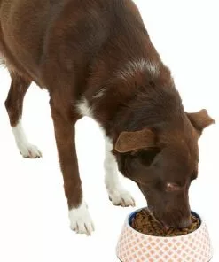 Frisco Southwest Melamine Bowl, 3 Cup -The Frisco Store 216064 PT6. SY630 V1605652321