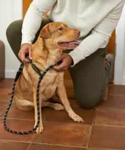 Frisco Reflective Rope Slip Lead Dog Leash -The Frisco Store 221212 PT4. SY630 V1602862584