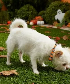 Frisco Monster Bash Polyester Dog Collar -The Frisco Store 226904 PT4. SY630 V1597685492