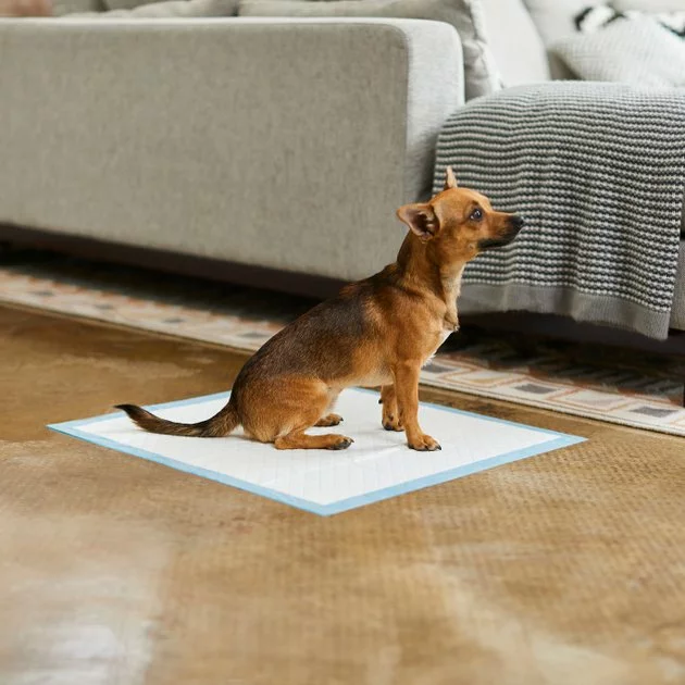 Frisco Non-Skid Ultra Premium Dog Training & Potty Pads, 22 x 23-in 7 Frisco Non-Skid Ultra Premium Dog Training & Potty Pads, 22 x 23-in - Image 5
