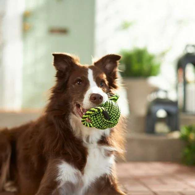 Frisco Dual Handle Neon Ball Squeaky Dog Toy, Yellow & Gray 5 Frisco Dual Handle Neon Ball Squeaky Dog Toy, Yellow & Gray - Image 3