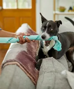 Frisco Double Fun Rope Squeaky Crinkle Dog Toy, Light Blue 7 Frisco Double Fun Rope Squeaky Crinkle Dog Toy, Light Blue -The Frisco Store 242137 PT2. SY630 V1605208750