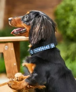 Frisco Blue Argyle Dog Collar -The Frisco Store 247017 PT3. SY630 V1606862553