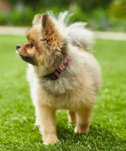 Frisco Red Boho Dog Collar 9 Frisco Red Boho Dog Collar -The Frisco Store 247035 PT3. SY630 V1606863749