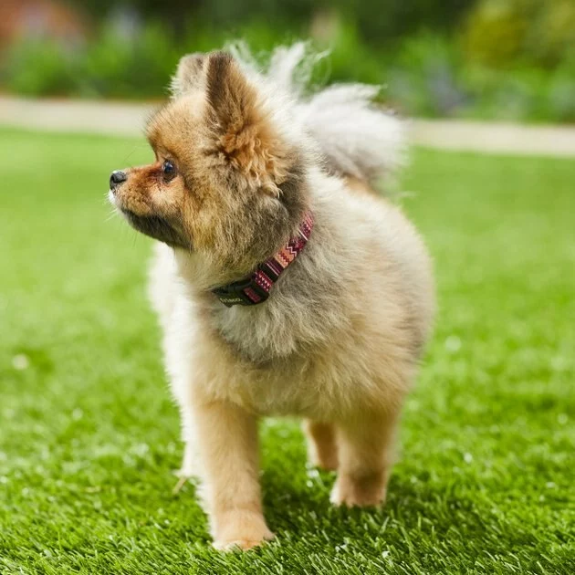 Frisco Red Boho Dog Collar 6 Frisco Red Boho Dog Collar - Image 4