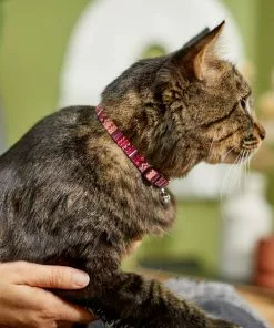 Frisco Red Boho Cat Collar -The Frisco Store 247054 PT4. SY630 V1606870053