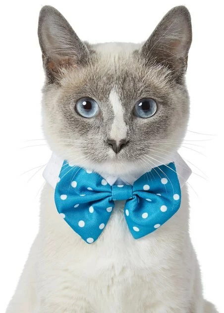 Frisco Polka Dot Dog & Cat Bow Tie, Teal 5 Frisco Polka Dot Dog & Cat Bow Tie, Teal - Image 3