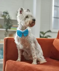 Frisco Polka Dot Dog & Cat Bow Tie, Teal 11 Frisco Polka Dot Dog & Cat Bow Tie, Teal -The Frisco Store 248715 PT7. SY630 V1614031654