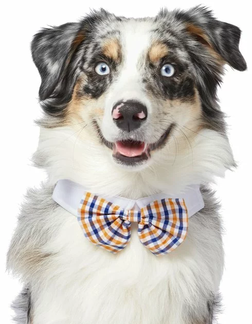 Frisco Plaid Dog & Cat Bow Tie, Orange & Blue 3 Frisco Plaid Dog & Cat Bow Tie, Orange & Blue