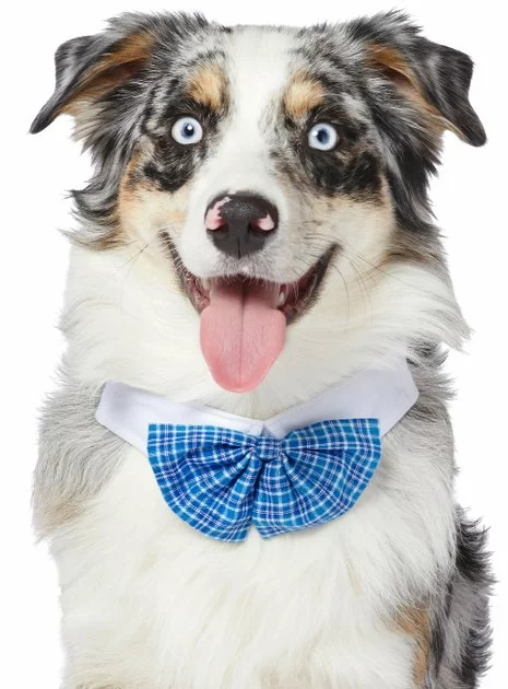 Frisco Plaid Dog & Cat Bow Tie, Blue 3 Frisco Plaid Dog & Cat Bow Tie, Blue