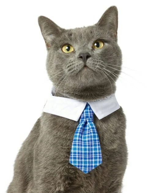 Frisco Plaid Dog & Cat Neck Tie, Blue Plaid 5 Frisco Plaid Dog & Cat Neck Tie, Blue Plaid - Image 3