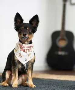 Frisco Taco 'Bout Cute Dog & Cat Bandana -The Frisco Store 249287 PT4. SY630 V1637677700