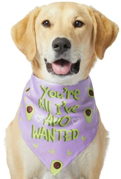 Frisco You're All I've Avo Wanted Dog & Cat Bandana 5 Frisco You're All I've Avo Wanted Dog & Cat Bandana - Image 3