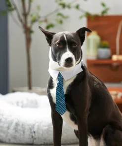 Frisco Stripes Dog & Cat Neck Tie -The Frisco Store 249301 PT7. SY630 V1614658926