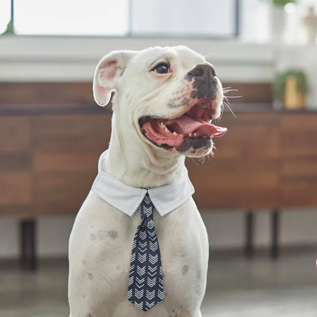 Frisco Boho Dog & Cat Neck Tie 7 Frisco Boho Dog & Cat Neck Tie - Image 5