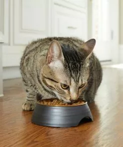 Frisco Matte Black Design Light Copper Stainless Steel Dog & Cat Bowl -The Frisco Store 253050 PT2. SY630 V1616597804